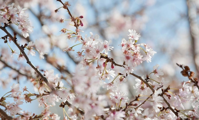 Seasonal Allergies Tips: Spring